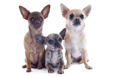 Chihuahuas