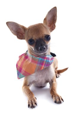 bandana ile chihuahua köpek yavrusu