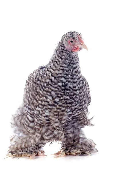 Orpington kurczaka — Zdjęcie stockowe