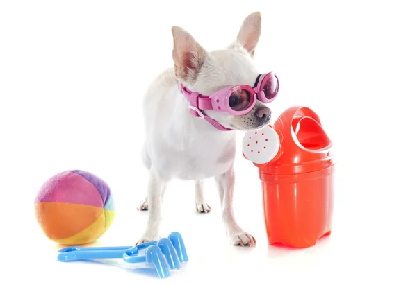 Chihuahua em férias — Fotografia de Stock