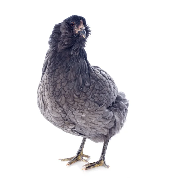 Pollo araucana —  Fotos de Stock