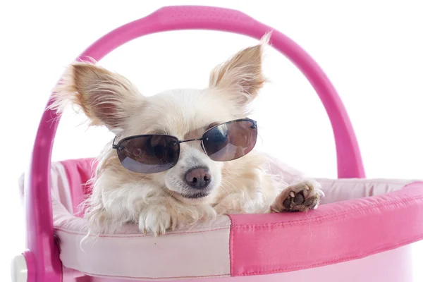 Chihuahua y gafas de sol — Foto de Stock