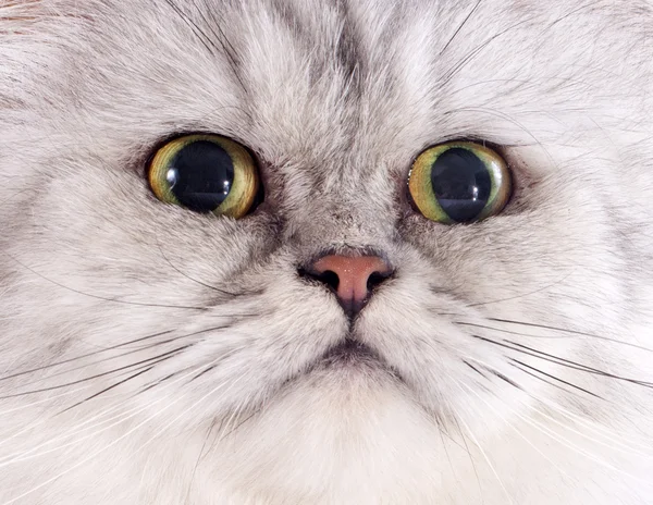 ペルシャ猫の頭 — ストック写真