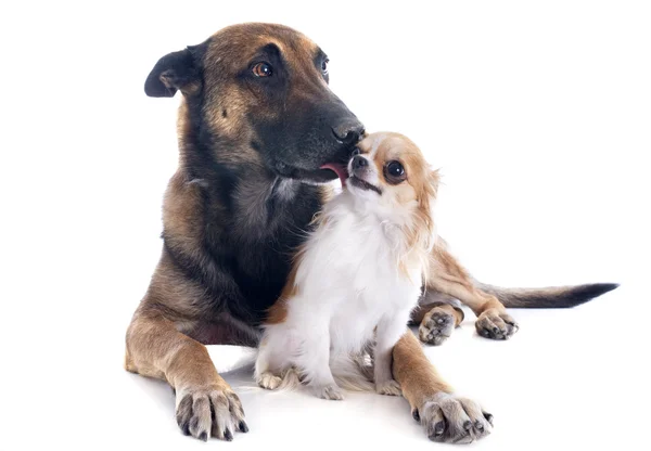 Malinois and chihuahua — Stock Photo, Image