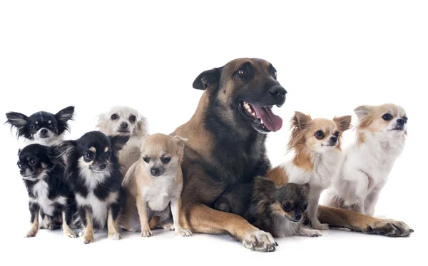 Malinois and chihuahuas — Stock Photo, Image