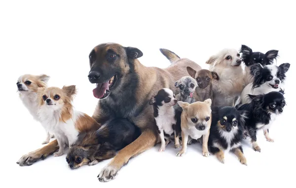 Malinois and chihuahuas — Stock Photo, Image