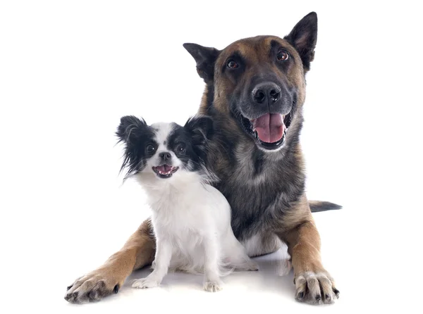 Malinois and chihuahua — Stock Photo, Image