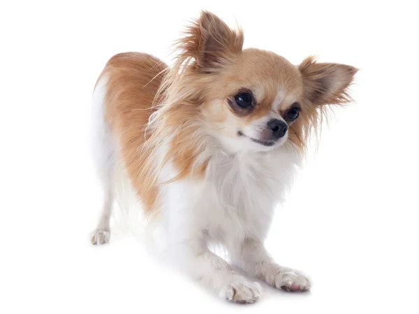 Giocare a chihuahua — Foto Stock