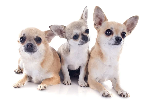Chihuahua rodziny — Zdjęcie stockowe