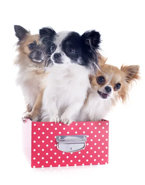 Chihuahuas in a box — Stock Photo, Image