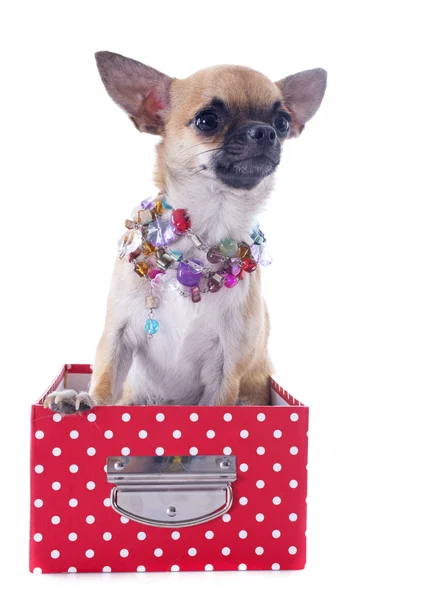 Puppy chihuahua — Stock Photo, Image