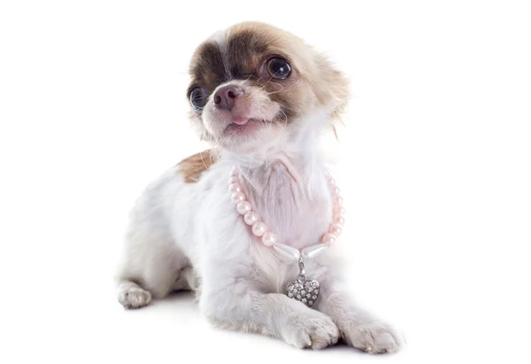 Chihuahua cachorro y collar — Foto de Stock
