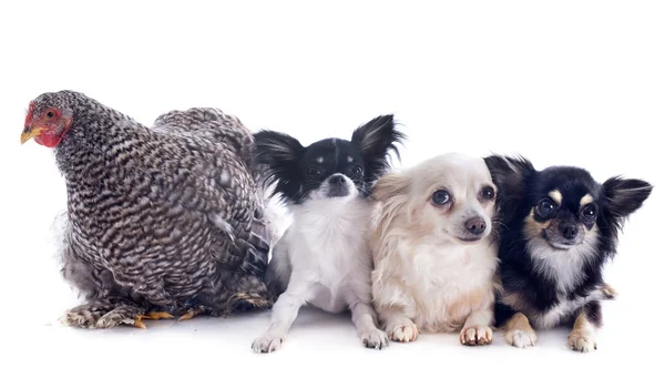 Orpington chicken and chihuahuas — Stock Photo, Image