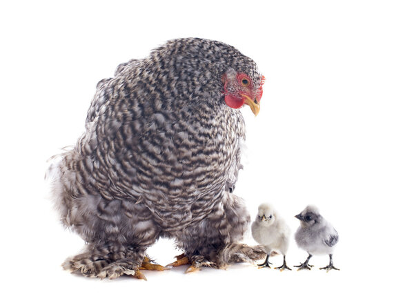 orpington chicken and chicks