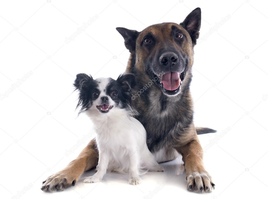 malinois and chihuahua — Stock Photo © 29641893