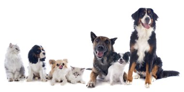 Kediler ve köpekler