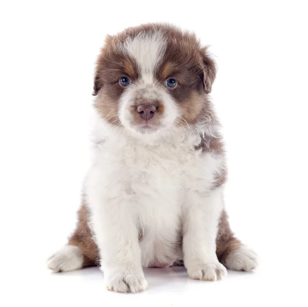 Cachorro pastor australiano — Foto de Stock