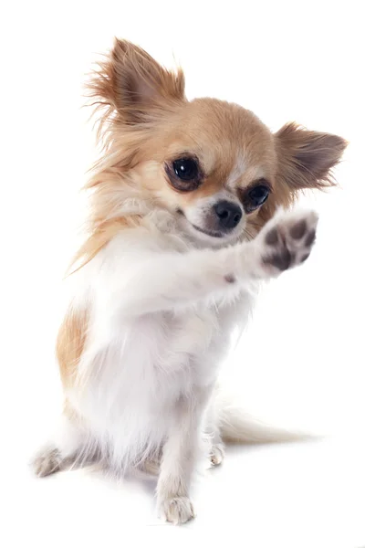 Chihuahua spielen — Stockfoto