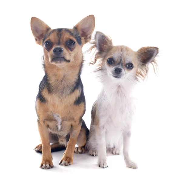 Chihuahuas — Stok fotoğraf