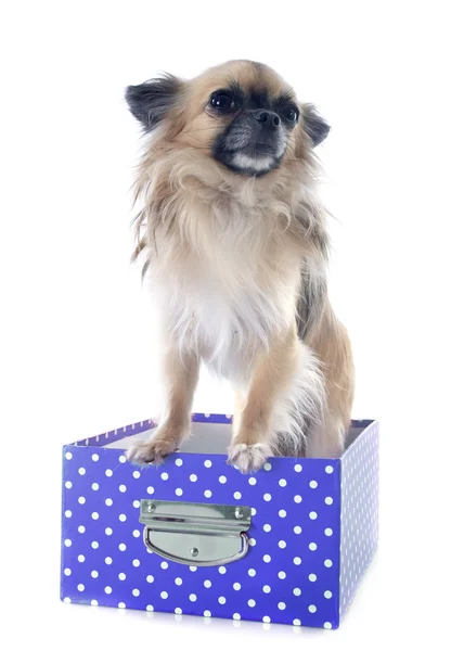 Puppy chihuahua in box — Stock Photo, Image