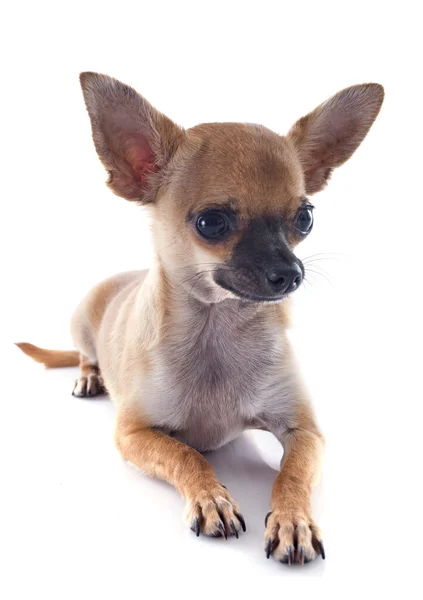 Köpek chihuahua — Stok fotoğraf