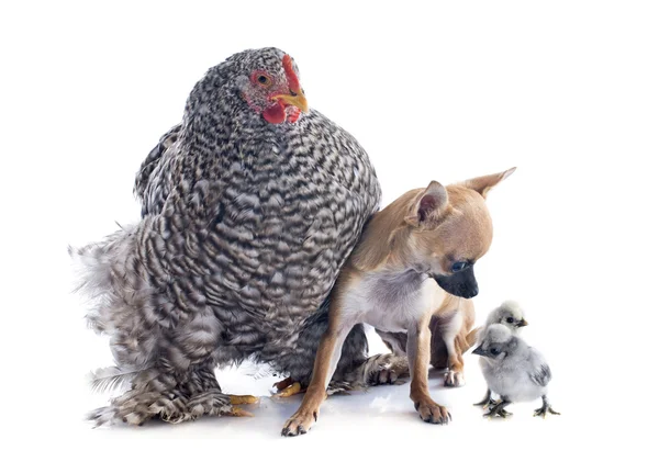Orpington kyckling och chihuahua — Stockfoto
