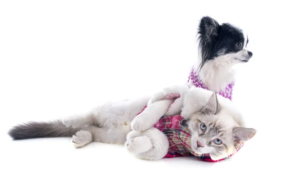 Бирман котенок и чихуахуа — стоковое фото