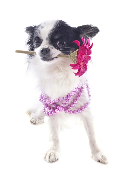 Chihuahua e fiore — Foto Stock
