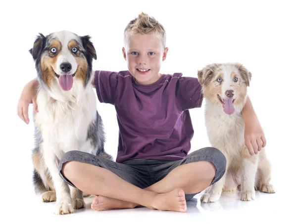 Pastores australianos y niño — Foto de Stock