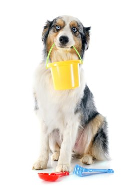 tatil Avustralyalı çoban