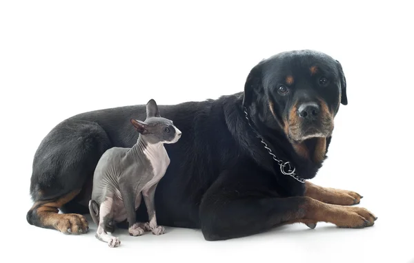 Sphynx kedi ve rottweiler — Stok fotoğraf