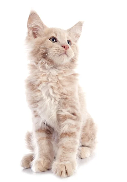 Maine Coon Kitten — Stock fotografie