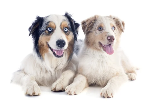 Australian shepherds — Stock Photo, Image