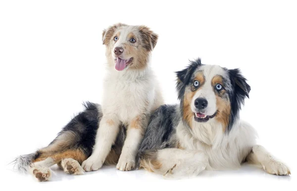 Australian shepherds — Stock Photo, Image