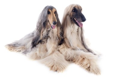 Afgan köpekleri