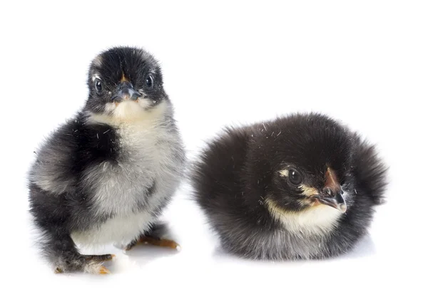 Pulcini di marans — Foto Stock