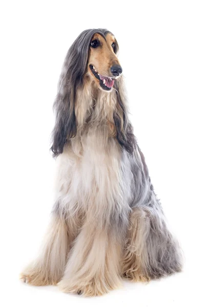 Afghan dog — Stock Photo, Image