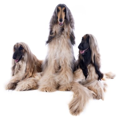Afgan köpekleri