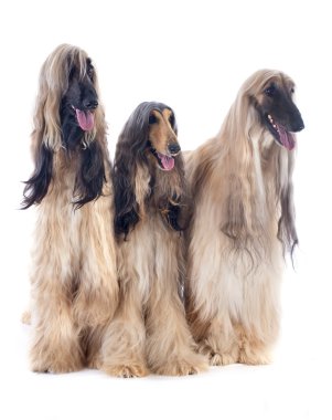 Afgan köpekleri