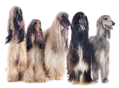 Afgan köpekleri