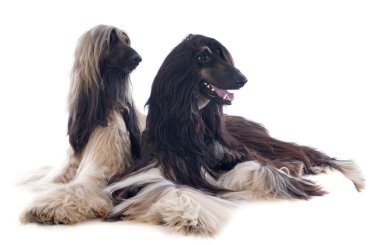 Afgan köpekleri