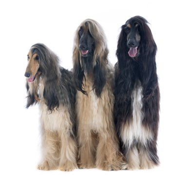 Afgan köpekleri