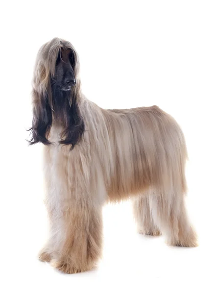 Afghan dog — Stock Photo, Image