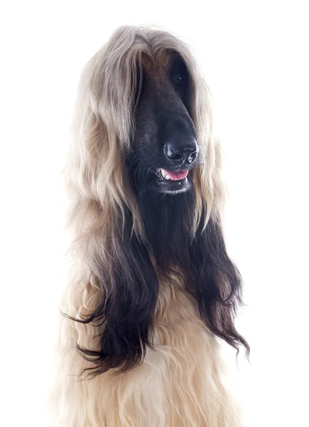 Afghan dog — Stock Photo, Image