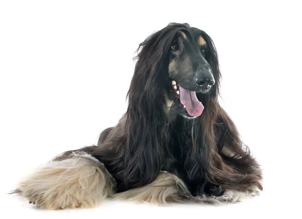 Afghan dog — Stock Photo, Image