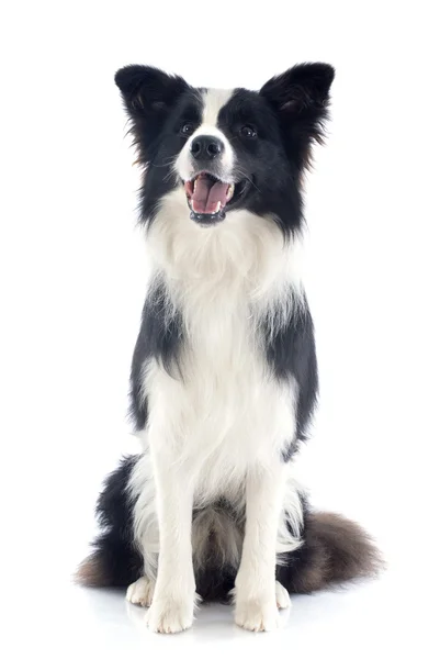 Bordercollie — Stockfoto