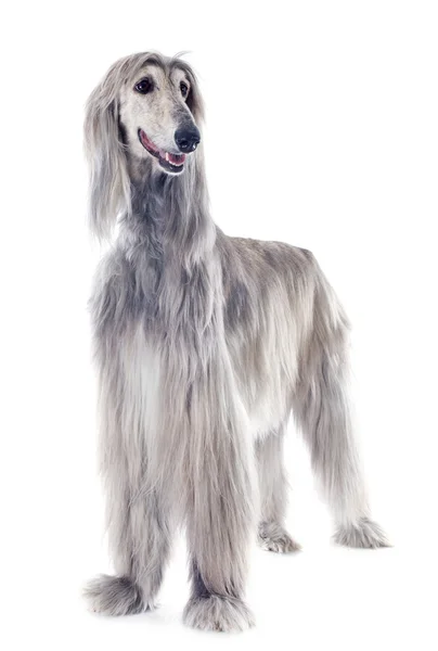 Afghan dog — Stock Photo, Image