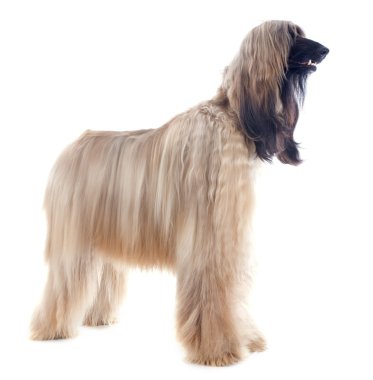 Afgan köpek