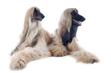 Afgan köpekleri