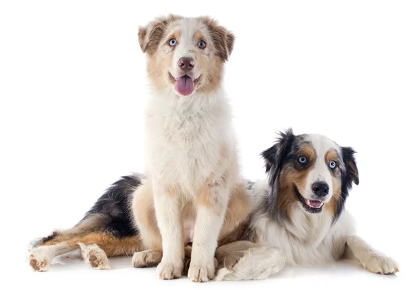 Australian shepherds — Stock Photo, Image